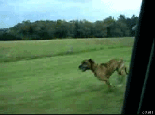 Dog%20leaps%20from%20car.gif